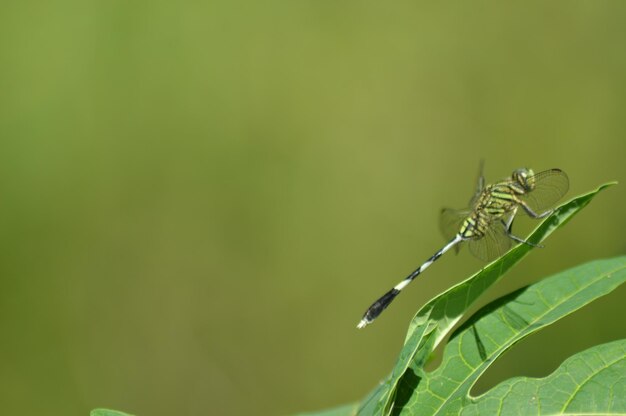 Photo close-up of insect on leaf