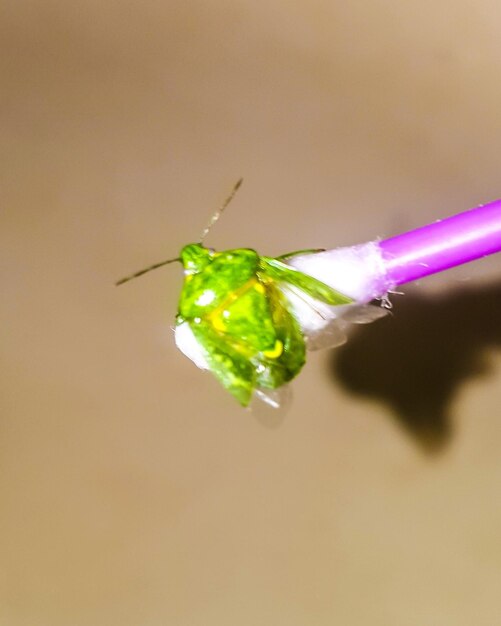 Photo close-up of insect on leaf