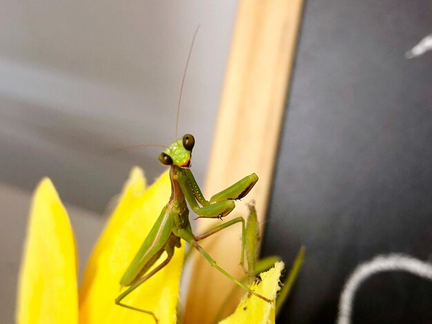 Close-up of insect on leaf