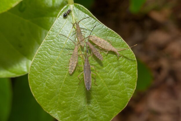 Photo close-up of insect on leaf