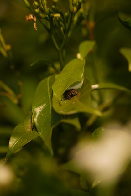 Close-up of insect on leaf