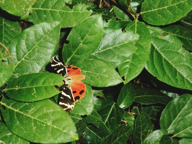 Foto prossimo piano di un insetto sulla foglia