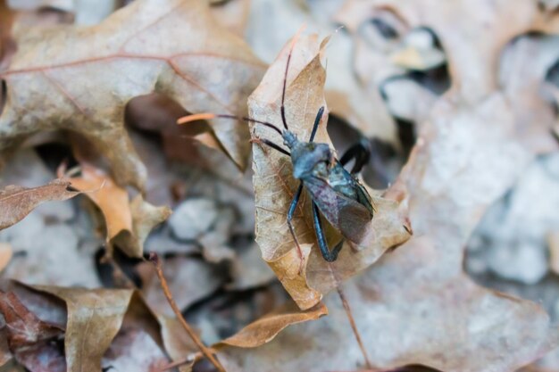 Photo close-up of insect on leaf