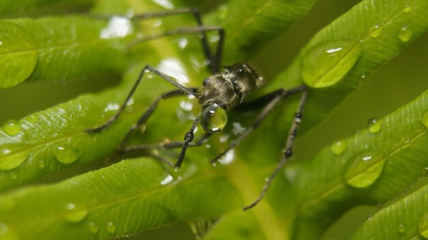 Close-up of insect on leaf