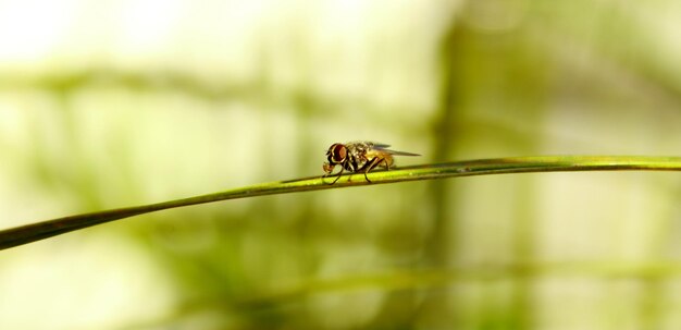 Close-up of insect on leaf