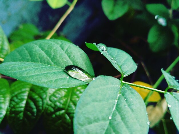 Close-up of insect on leaf