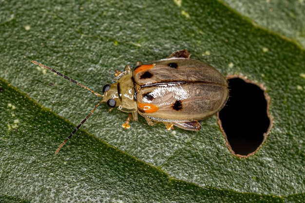 Photo close-up of insect on leaf