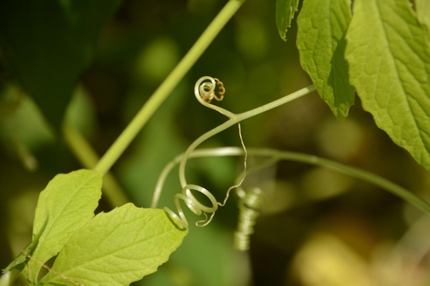 Photo close-up of insect on leaf