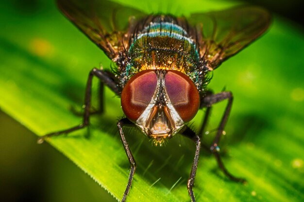 Photo close-up of insect on leaf