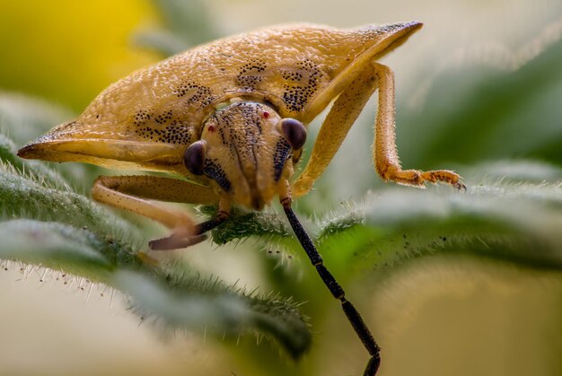 Close-up of insect on leaf