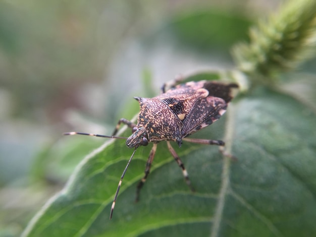 Photo close-up of insect on leaf