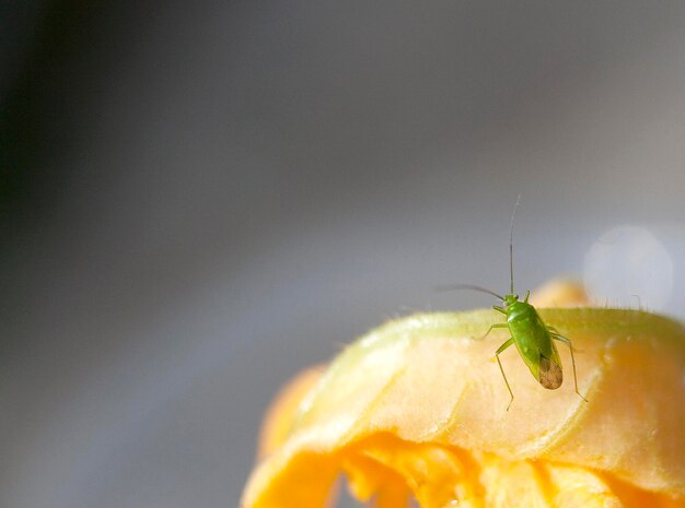 Foto prossimo piano di un insetto sulla foglia