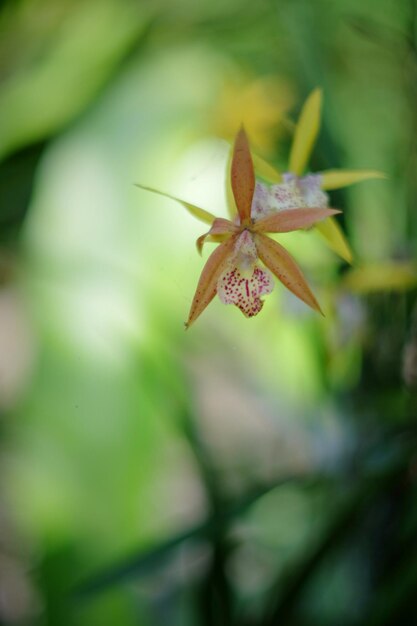 Close-up of insect on leaf