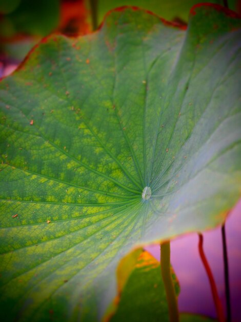 Close-up of insect on leaf