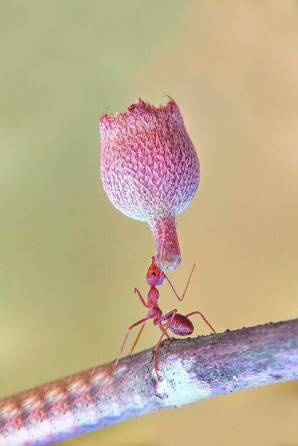 Photo close-up of insect on leaf