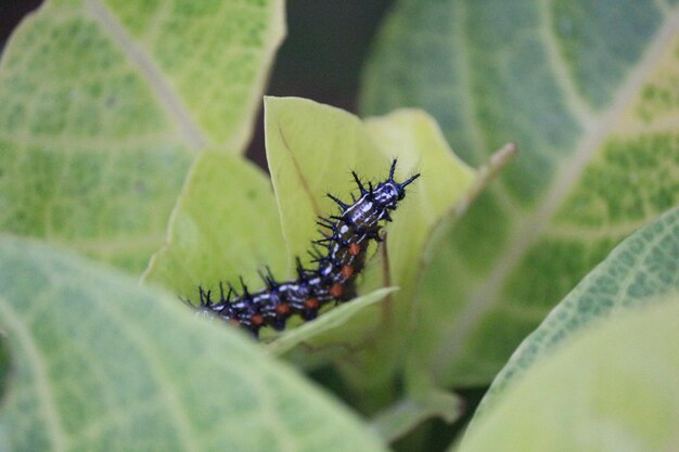 Close-up of insect on leaf