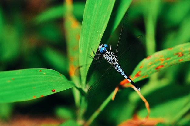 Photo close-up of insect on leaf