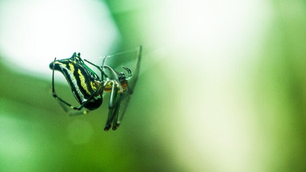 Photo close-up of insect on leaf