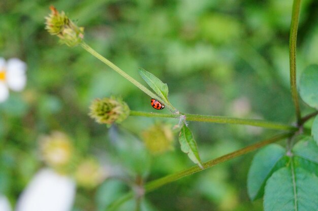 Close-up of insect on leaf