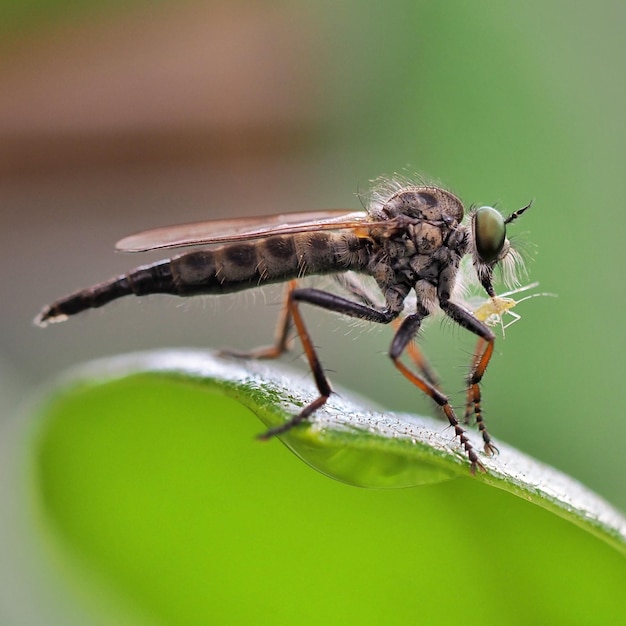 Photo close-up of insect on leaf