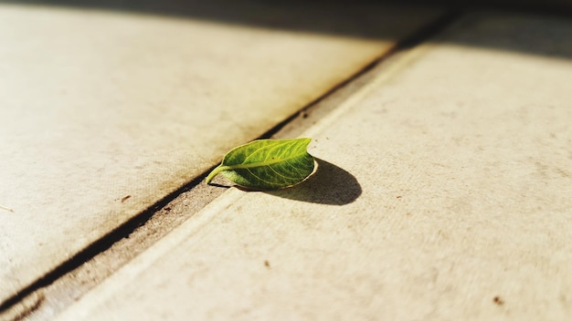 Close-up of insect on leaf