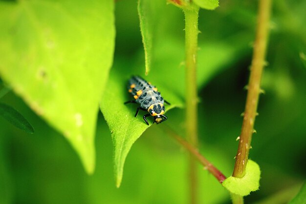 Close-up of insect on leaf