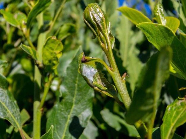 Close-up of insect on leaf