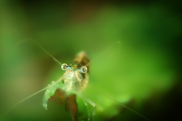 Foto prossimo piano di un insetto sulla foglia