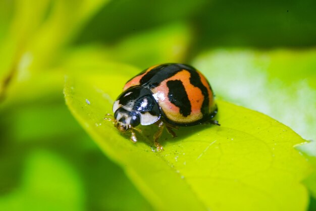 Close-up of insect on leaf