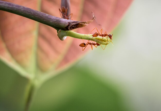 Close-up of insect on leaf