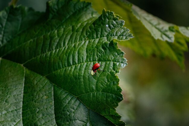 close-up of insect on leaf