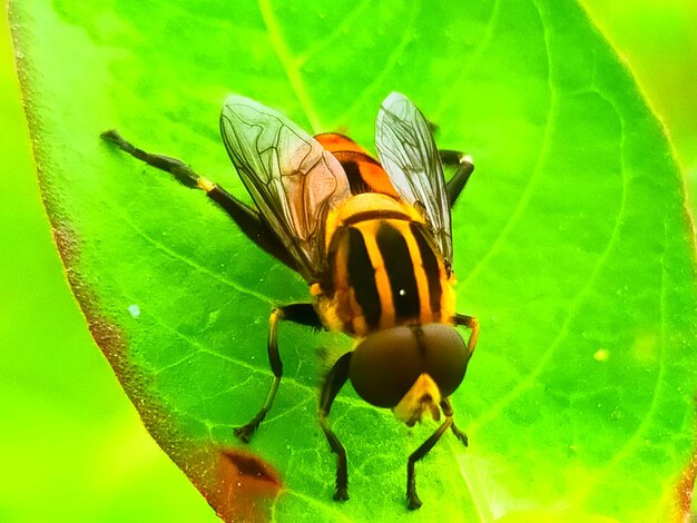 Close-up of insect on leaf