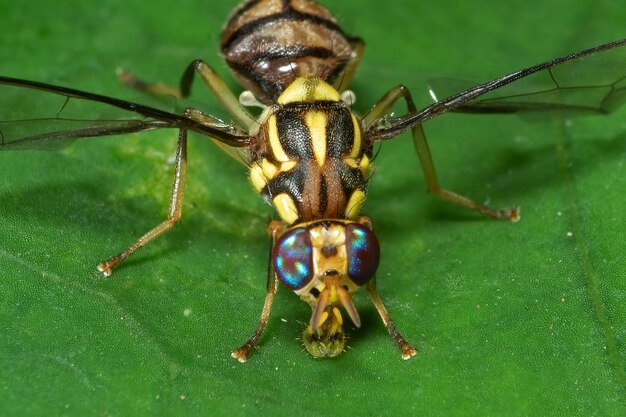 Close-up of insect on leaf