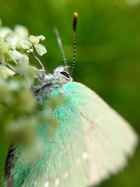 Photo close-up of insect on leaf