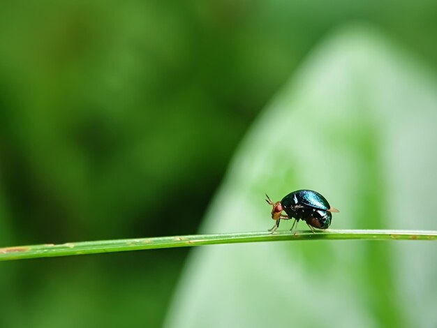 Close-up of insect on leaf