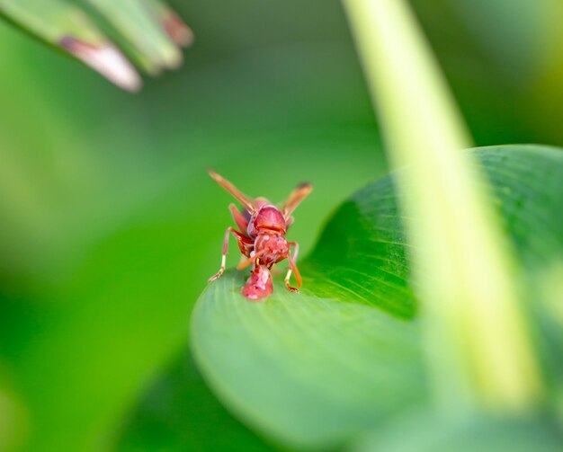 Close-up of insect on leaf