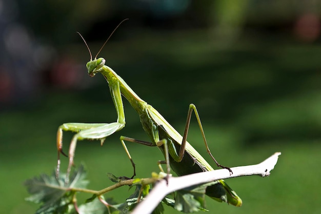 Foto prossimo piano di un insetto sulla foglia