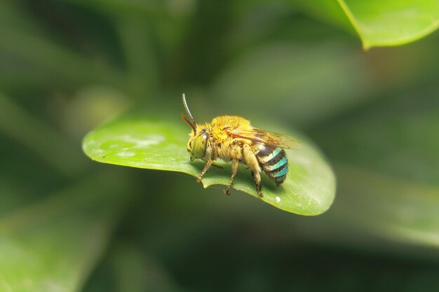 Close-up of insect on leaf