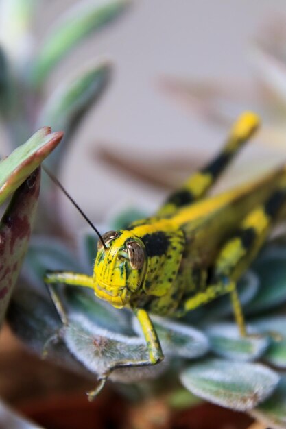 Photo close-up of insect on leaf