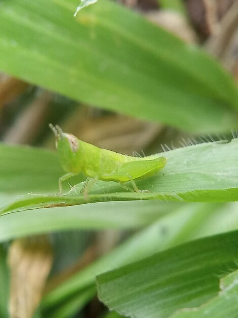 Close-up of insect on leaf