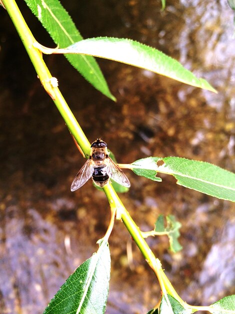 Close-up of insect on leaf