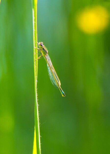 Close-up of insect on leaf