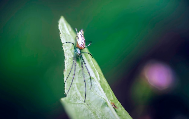 Photo close-up of insect on leaf