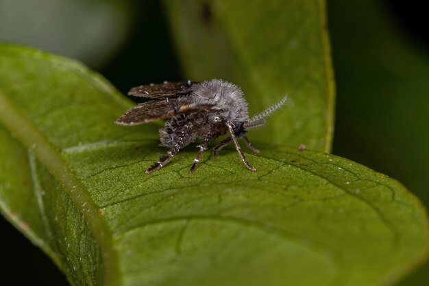 Close-up of insect on leaf