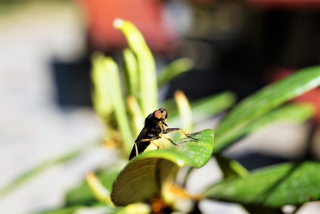 Close-up of insect on leaf