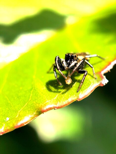 Close-up of insect on leaf