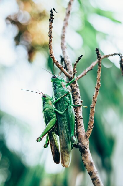 Photo close-up of insect on leaf