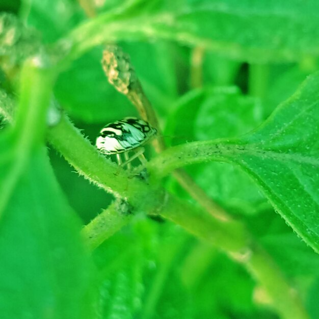 Close-up of insect on leaf