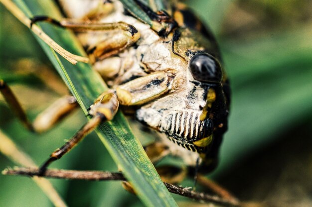 Photo close-up of insect on leaf