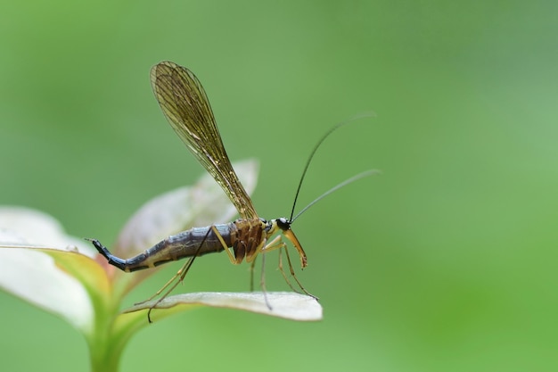 Photo close-up of insect on leaf